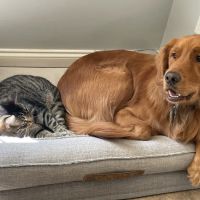 Forest Hill Animal Hospital ico