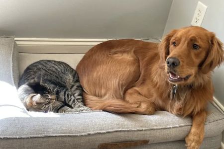 Forest Hill Animal Hospital