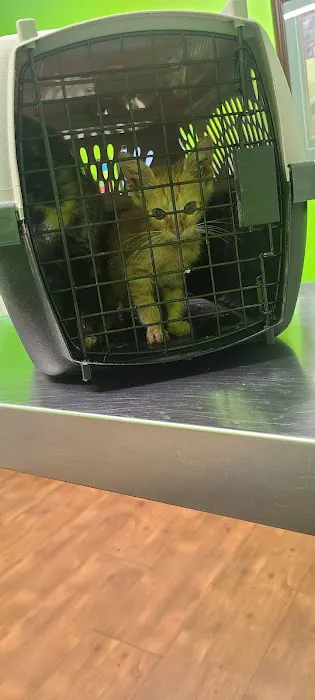County Seat Animal Hospital 4