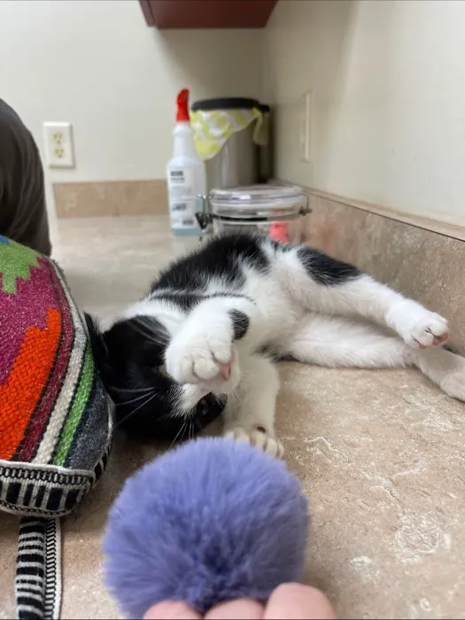 Open Arms Animal Hospital 4