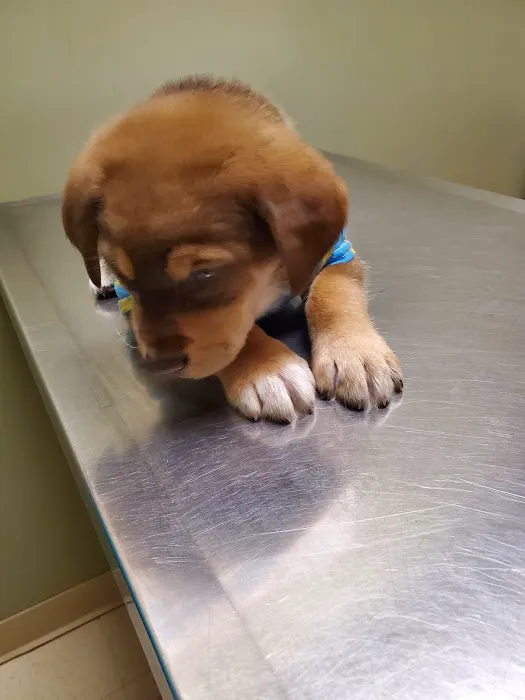 Open Arms Animal Hospital 9
