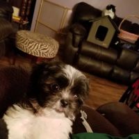 Open Arms Animal Hospital ico