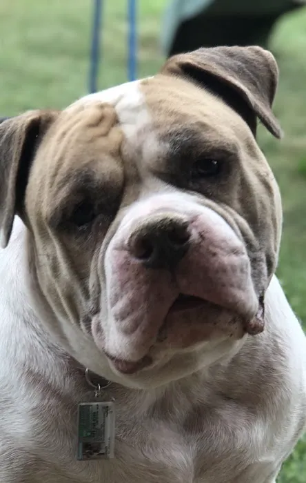 Open Arms Animal Hospital: Rickett Julia DVM 12