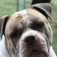 Open Arms Animal Hospital: Rickett Julia DVM ico