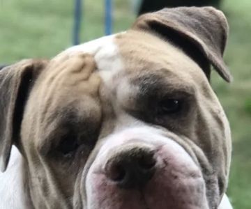 Open Arms Animal Hospital: Rickett Julia DVM