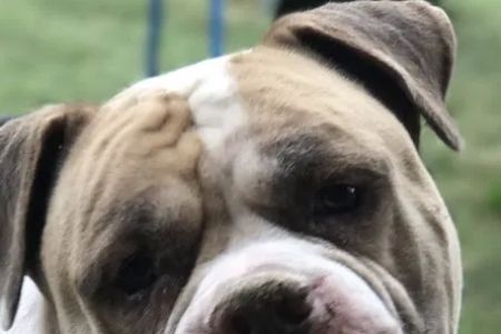 Open Arms Animal Hospital: Rickett Julia DVM