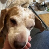 Southaven Animal Hospital ico