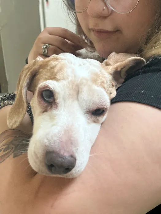 Southaven Animal Hospital 5