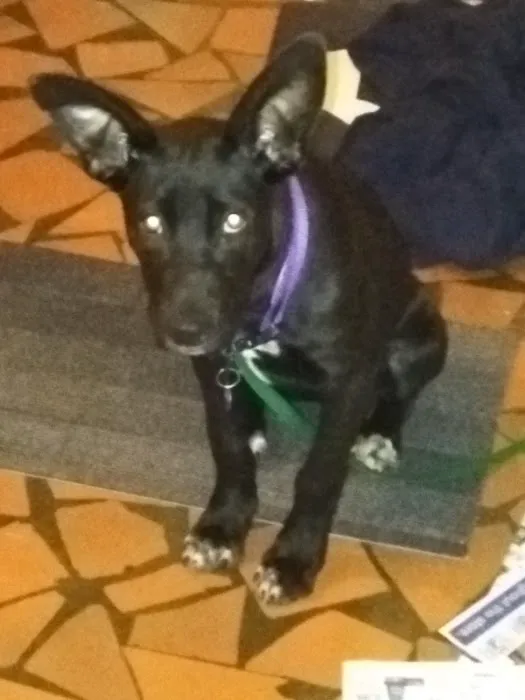 Southaven Animal Hospital 7