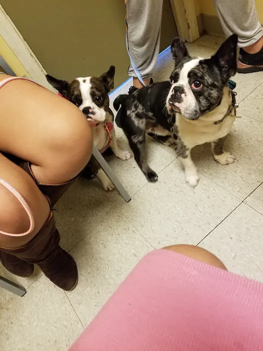 Southaven Animal Hospital 3