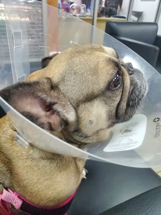 SurgiPet Affordable Surgery & Dentistry 12