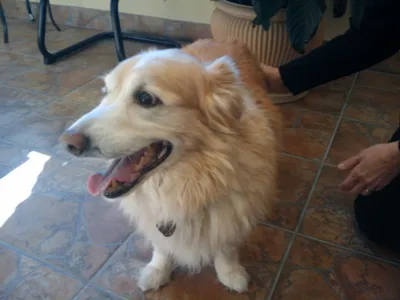 Windermere Animal Hospital (Veterinarian Cumming) 7