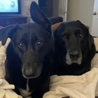 Windermere Animal Hospital (Veterinarian Cumming) ico
