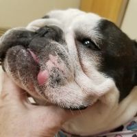 Orr Animal Hospital Inc ico