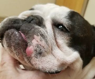 Orr Animal Hospital Inc