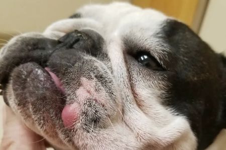 Orr Animal Hospital Inc