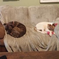 Friendship Springs Veterinary Care ico
