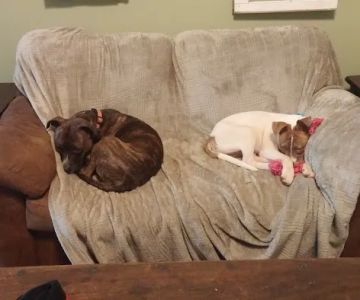 Friendship Springs Veterinary Care