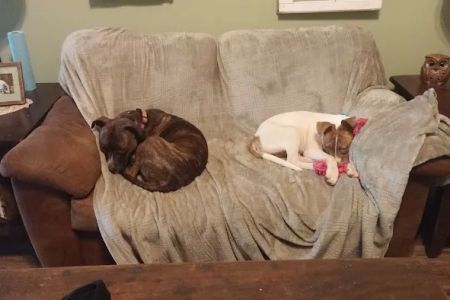 Friendship Springs Veterinary Care