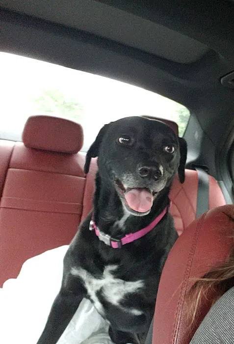 Atlanta Animal Hospital 10