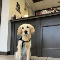 Just Pets Veterinary Hospital ico