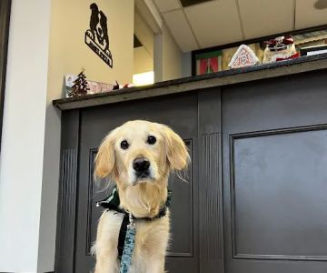 Just Pets Veterinary Hospital