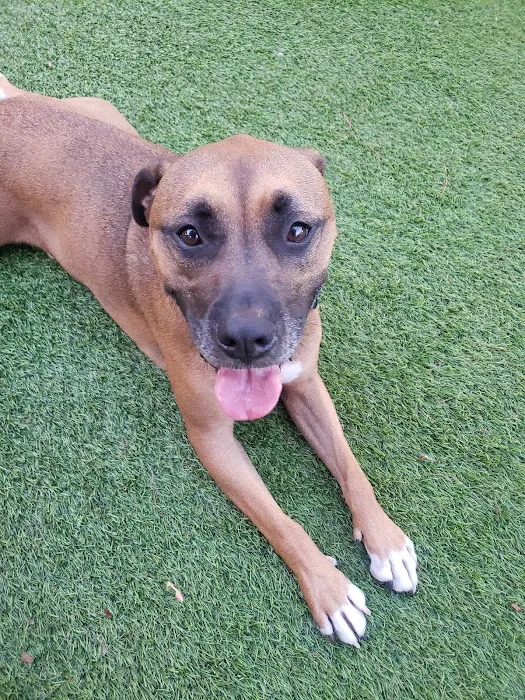 South Forsyth Animal Hospital 12