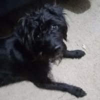 Saugahatchee Animal Hospital ico