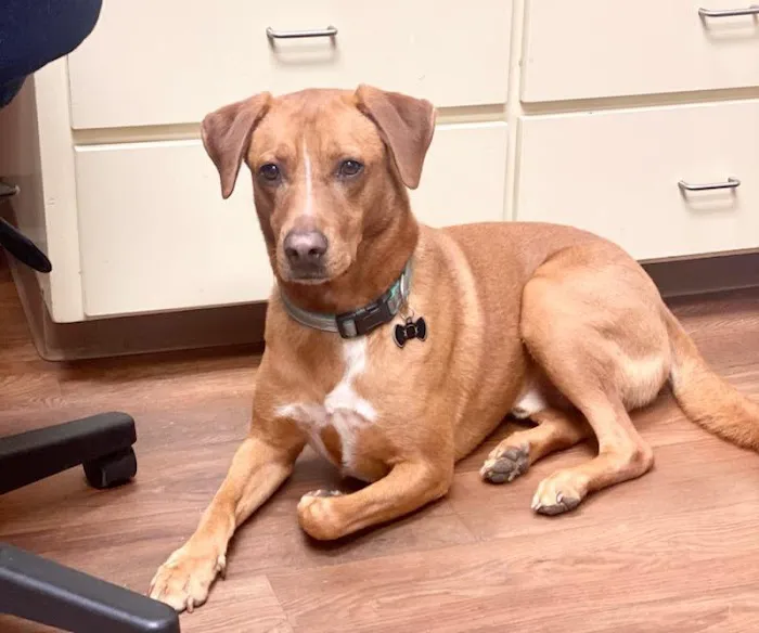 Better Life Veterinary Llc 3