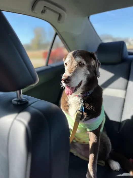 Better Life Veterinary Llc 2