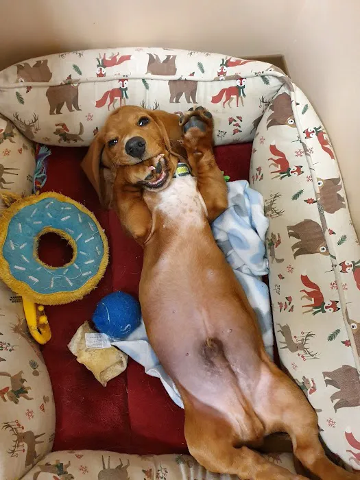 Better Life Veterinary Llc 1