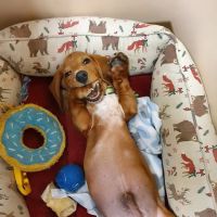 Better Life Veterinary Llc ico
