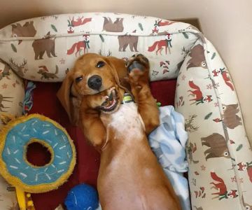 Better Life Veterinary Llc