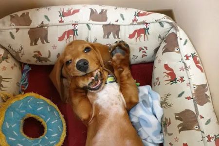 Better Life Veterinary Llc