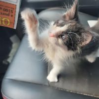 Camellia Veterinary Hospital, LLC ico