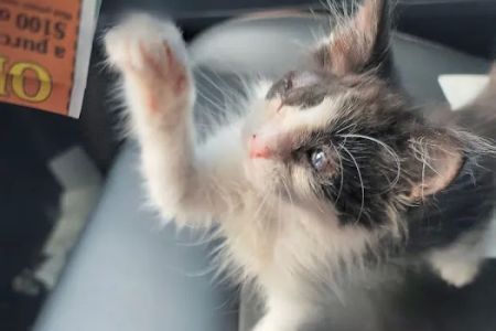 Camellia Veterinary Hospital, LLC