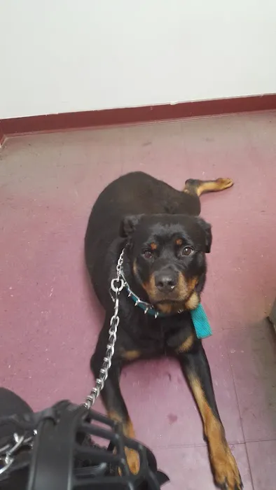 Camellia Veterinary Hospital, LLC 8