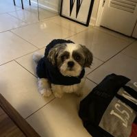 Willis Animal Clinic ico