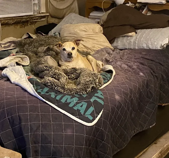 Willis Animal Clinic 8