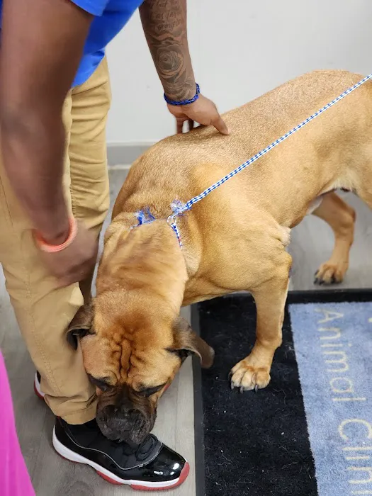 Willis Animal Clinic 6