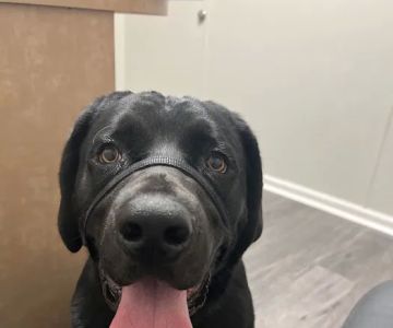 Montgomery Veterinary Associates - Carter Hill Road