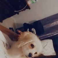 Partners for Pets Veterinary Hospital ico