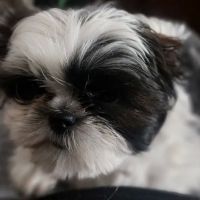 Montgomery Veterinary Associates - Vaughn Road ico