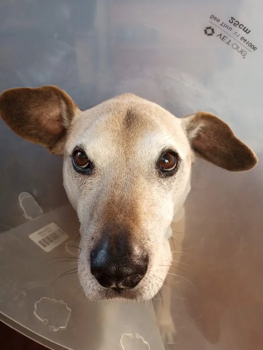 Banfield Pet Hospital 12