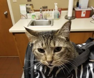 Aidmore Animal Clinic