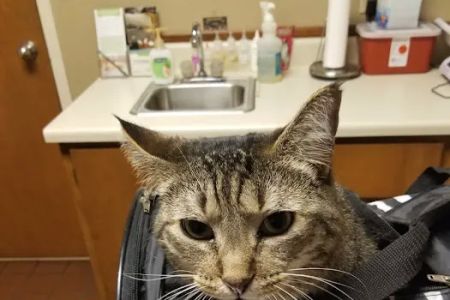 Aidmore Animal Clinic