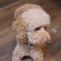 Best Friends Animal Care ico