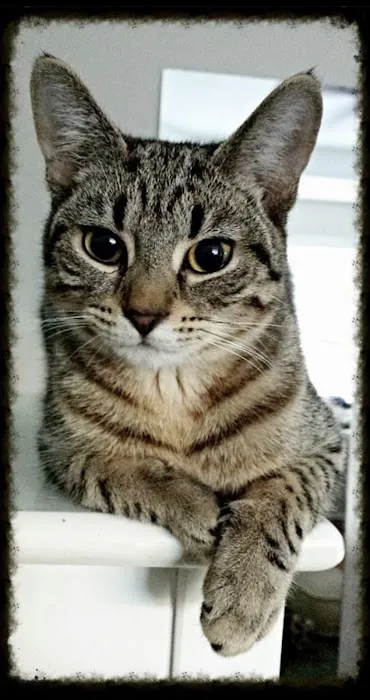 Best Friends Animal Care 2
