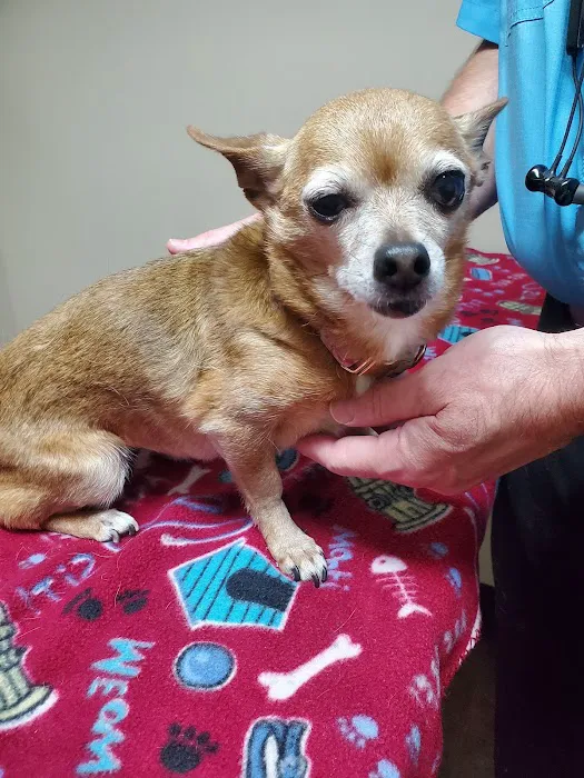 North Augusta Animal Hospital 10