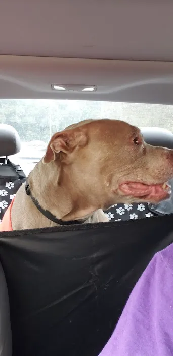 North Augusta Animal Hospital 2
